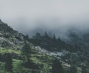 cropped green leafed trees during fog time 167684.jpg